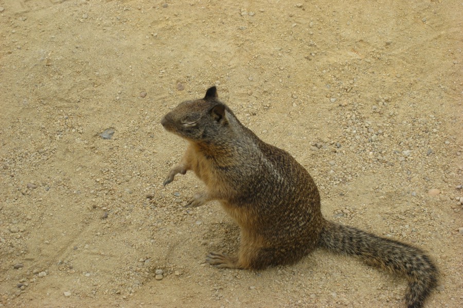 ../image/17 mile drive squirrel 3.jpg